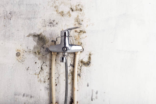 Best Certified Mold Removal  in Audubon, PA
