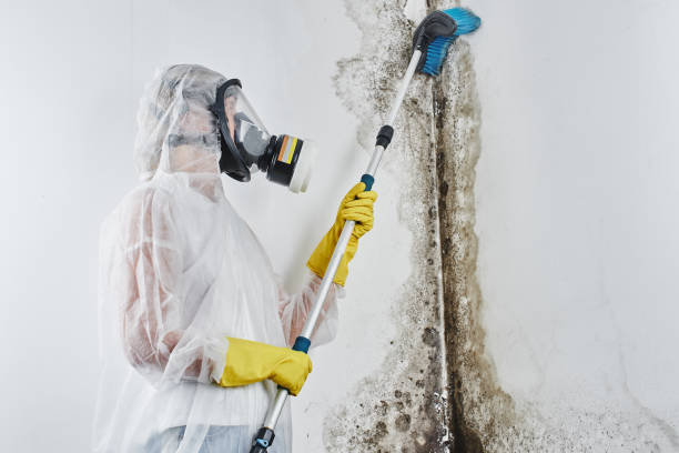 Best Mold Testing  in Audubon, PA