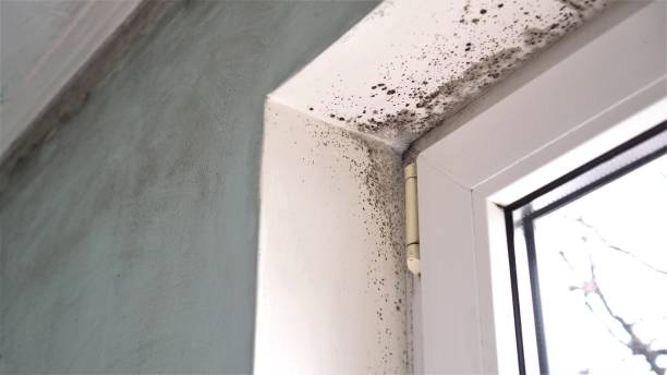 Best Affordable Mold Removal  in Audubon, PA