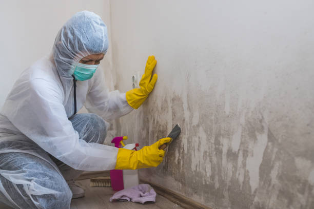 Best Crawl Space Mold Removal  in Audubon, PA
