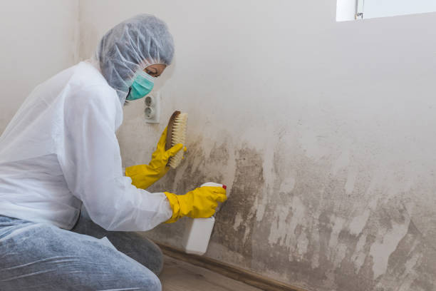 Audubon, PA Mold Removal Company