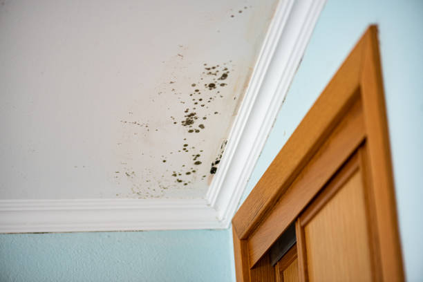 Best Mold Remediation Experts  in Audubon, PA