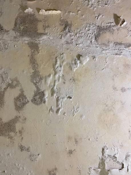Best Mold Testing  in Audubon, PA