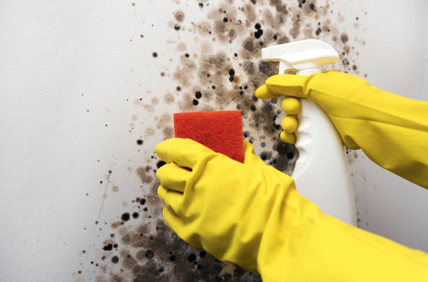 Best Residential Mold Removal  in Audubon, PA