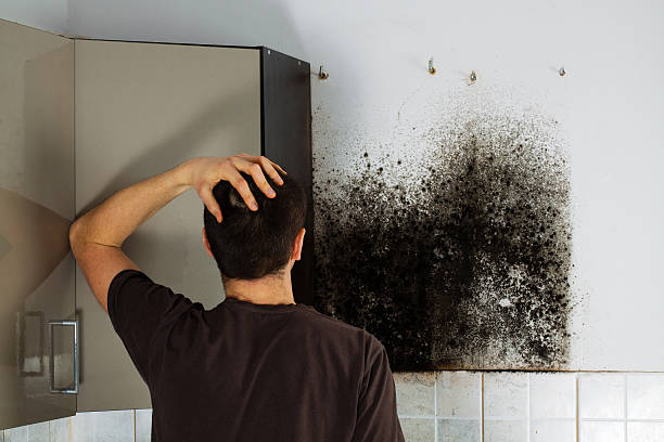 Best Fast Mold Removal  in Audubon, PA