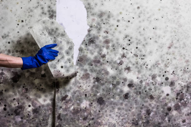Best Best Mold Removal Companies  in Audubon, PA