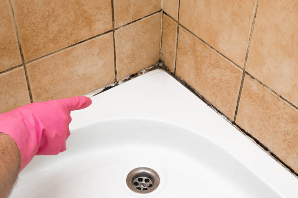 Best Mold Testing  in Audubon, PA